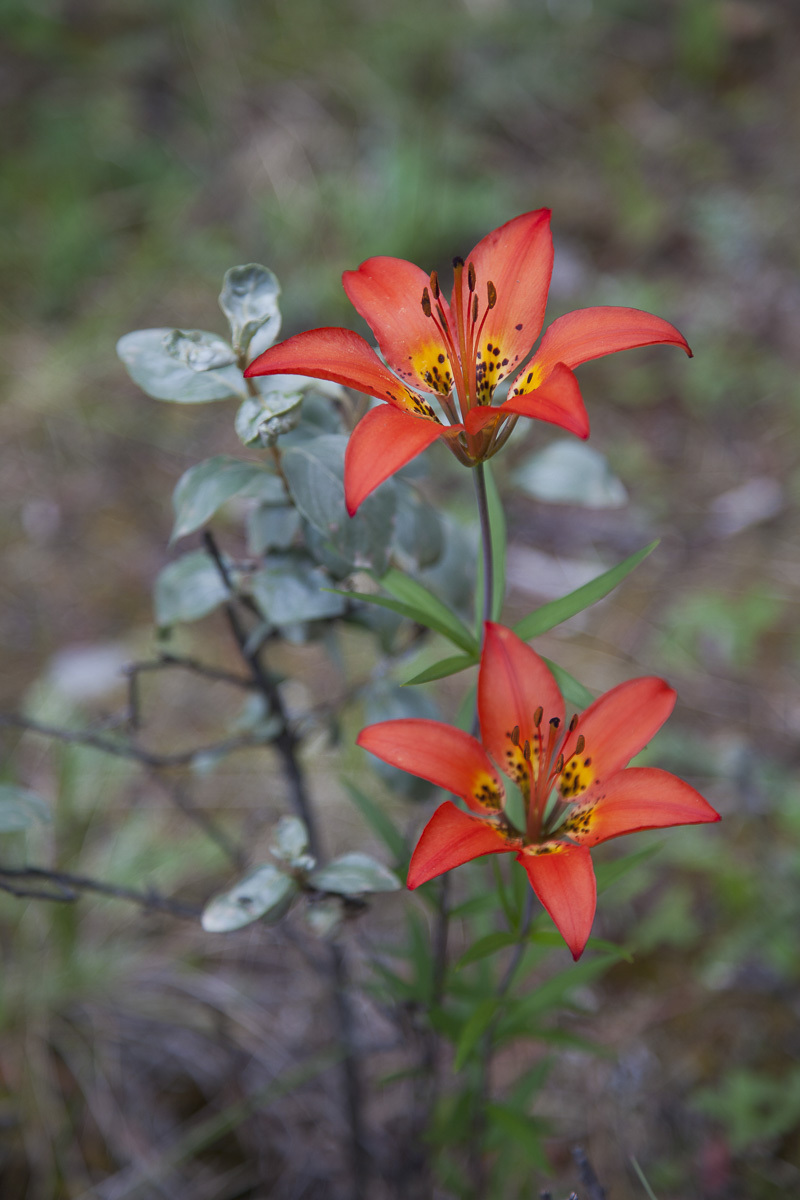 Lilly of Jasper