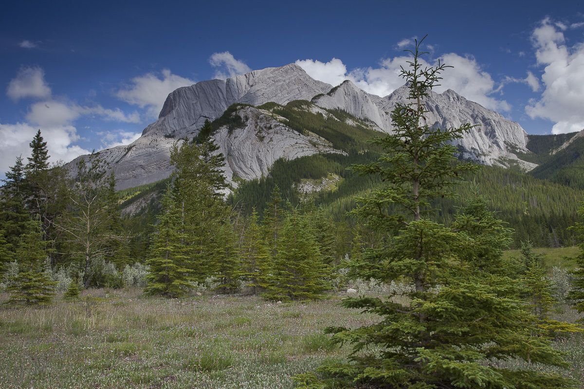 Mountain Meadow