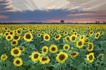 Sunflower Eve