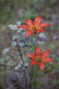 Lilly of Jasper