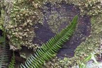 Rain Forest Fern