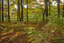 Old Carp Road